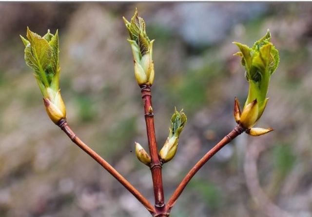 Bisectriz de un Ángulo