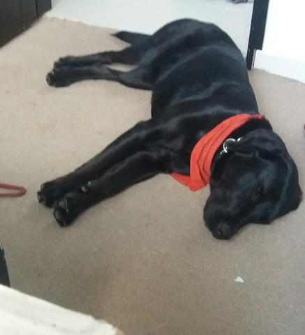 Llega a mi vida mi negrita