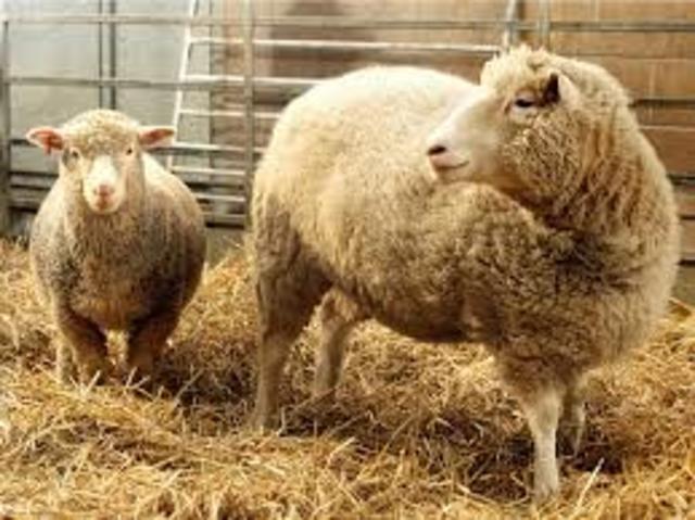 Dolly the sheep is cloned