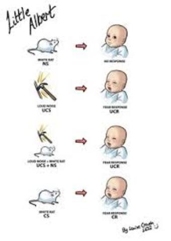 "Little Albert" Study