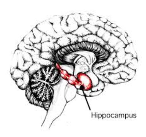 Identified Hippocampus