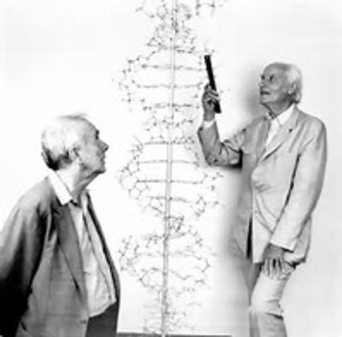 Watson and Crick propose the double helix model of DNA structure