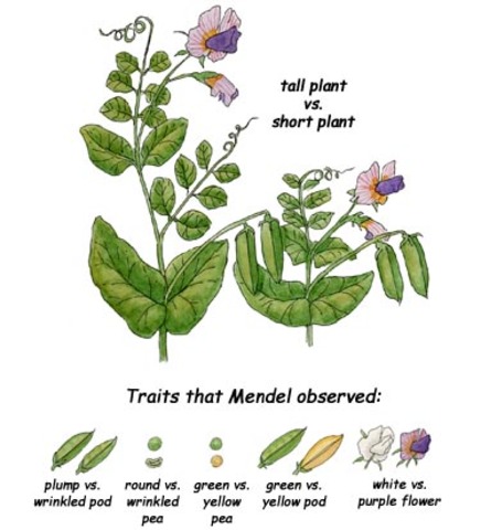 Gregor Mendel publishes work on inheritance of traits in pea plants