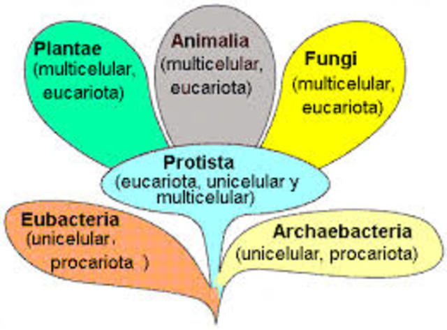 Clasificación de reinos