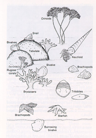 Ordovician species