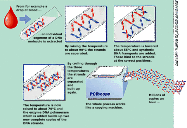 Kary Mullis develops Polymerase Chain Reaction