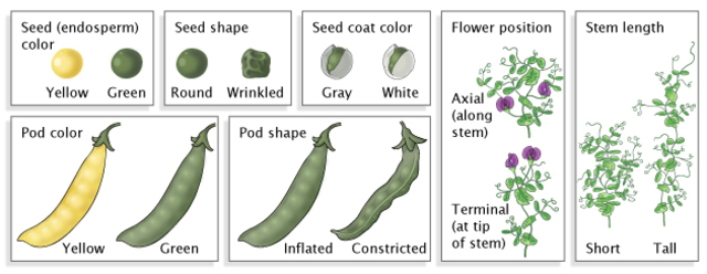 Gregor Mendel publishes works on inheritance of traits in pea plants