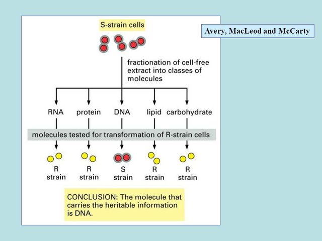 Avery, MacLoed and McCarty determine that DNA is the molecule that carries the genetic code