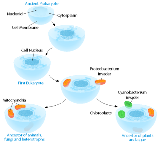 Lynn Margulis describes endosymbiosis