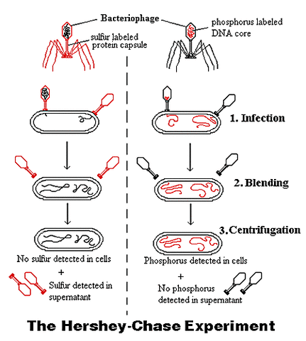 Hershey-Chase Experiment are Published