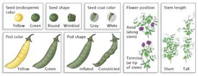 Gregor Mendel publishes works on inheritance of traits in pea plants