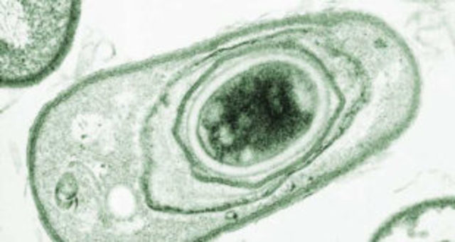 The Germ Theory of Disease is published