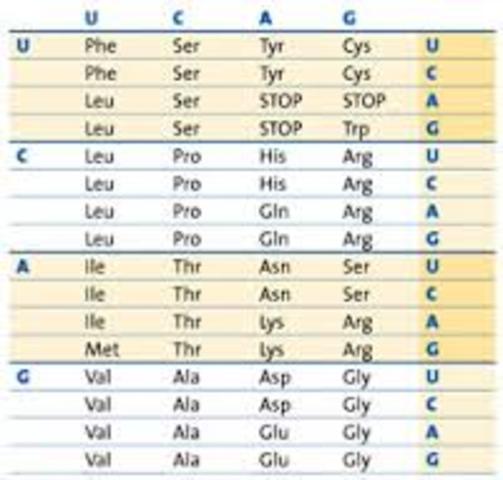 Nirenberg cracks the genetic code