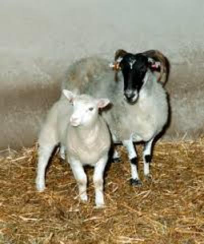 Dolly the sheep cloned