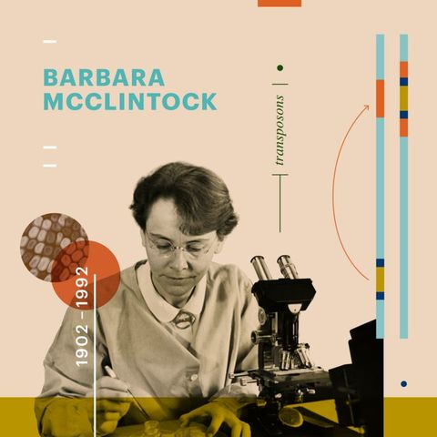 Barbara McClintock describes transposons