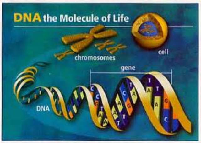 Human genome fully developed