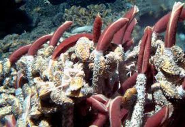 Deep sea hydrothermal vents and associated life around them are discovered