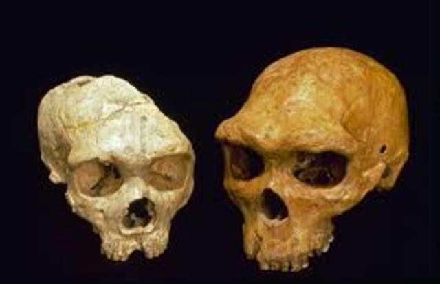 Homo denisova fossil discovered
