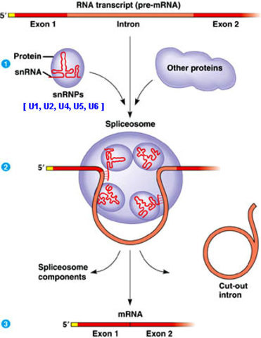 Spliceosomes were discovered and described