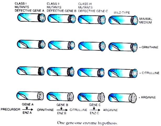 Beadle and Tatum publish the 1 gene-1 enzyme hypothesis