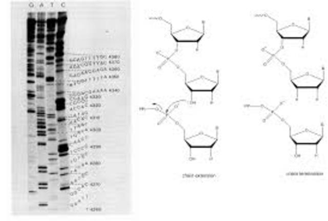 The Sanger Technique is developed