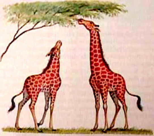 Lamarck develops Hypothesis of evolution by means of acquired characteristics