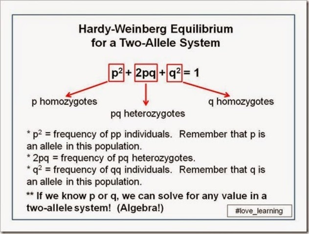 Hardy and Weinberg independently develop the Hardy-Weinberg equation for determining allele frequencies in populations