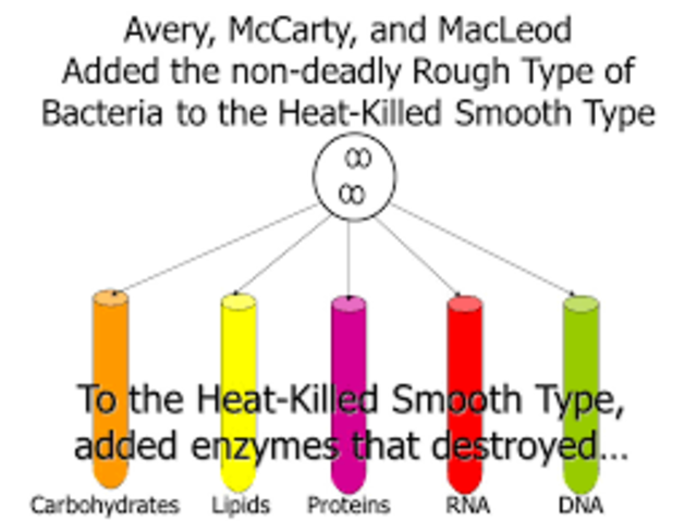 Avery, MacLoed and McCarty determine that DNA is the molecule that carries the genetic code