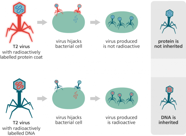  Hershey-Chase experiments are published