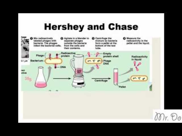 Hershey-Chase experiments are published
