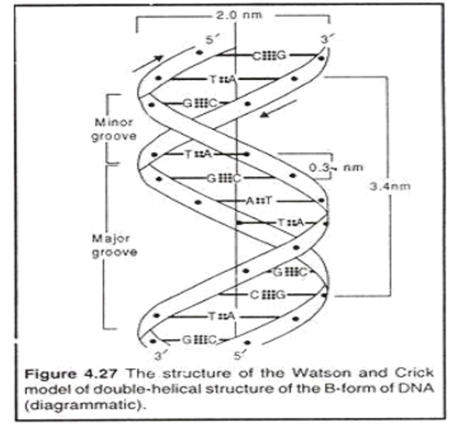 Watson and Crick propose the double helix model of DNA structure