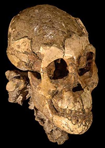 Australopithicus afarensis nicknamed “lucy” fossil discovered