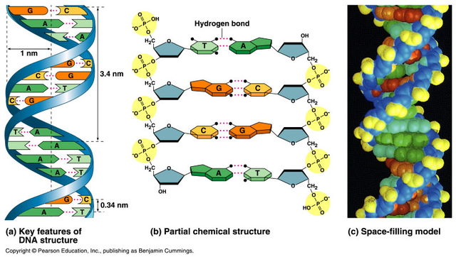 Watson and Crick propose the double helix model of DNA structure