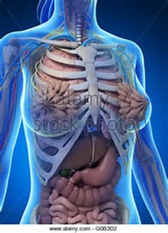 Galen of Pergamon describes the human body