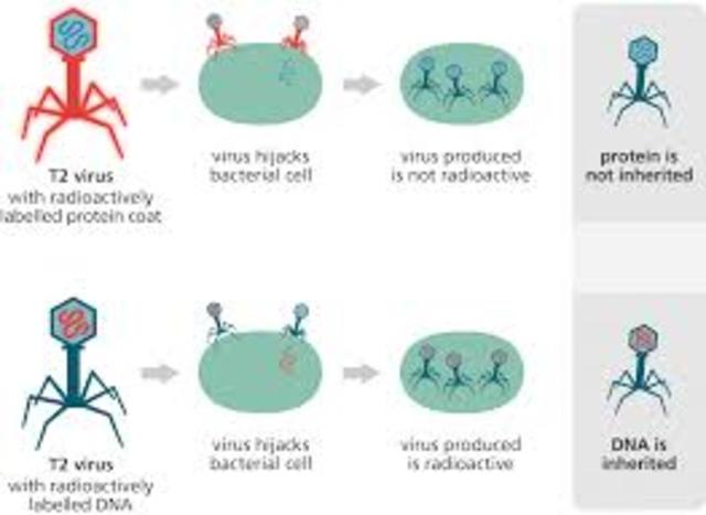 Avery, MacLoed and McCarty determine that DNA is the molecule that carries the genetic code