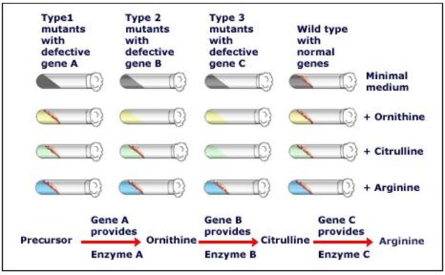 Beadle and Tatum publish the 1 gene-1 enzyme hypothesis