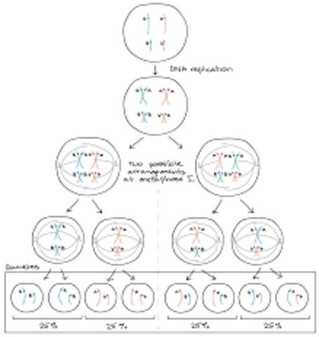 T. Hunt Morgan discovers sex-linkage
