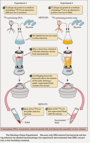 Hershey-Chase Experiment are Published