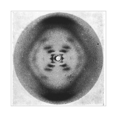 •	Rosalind Franklin works with DNA and X-Ray crystallography and develops “Image 51”