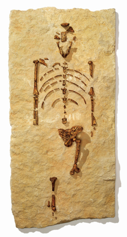 Australopithicus afarensis nicknamed “lucy” fossil discovered