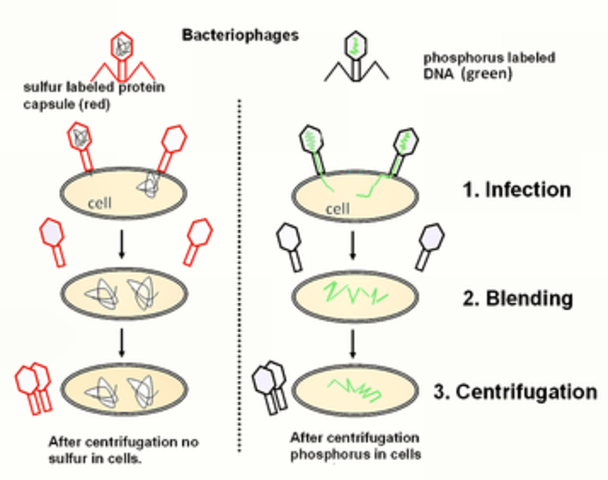 Hershey-Chase experiments are published