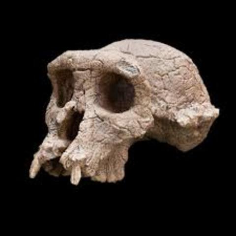 Sahelanthropus Tchadensis