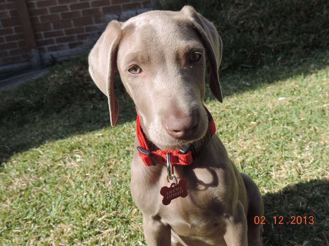 My parents gave me a puppy called Snowy