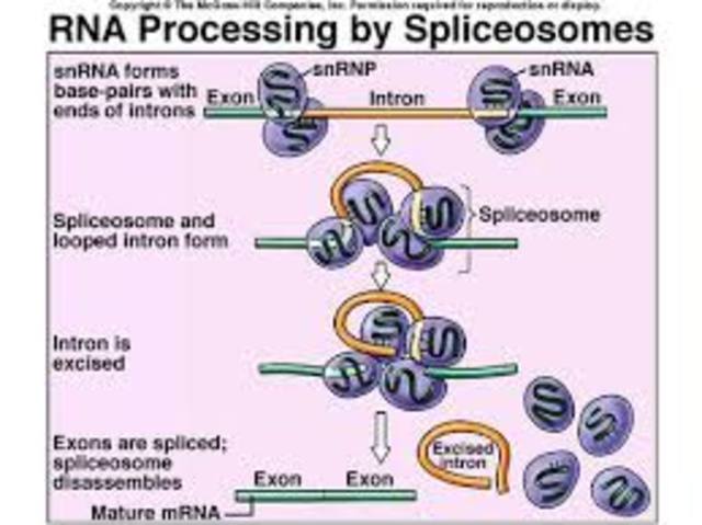 Spliceosomes were discovered and described