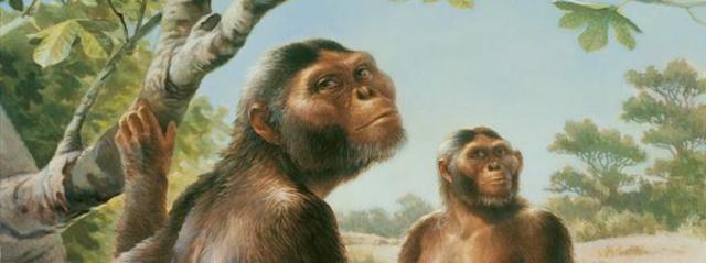 Australopithicus afarensis nicknamed “lucy” fossil discovered