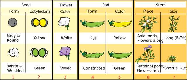 Gregor Mendel published Works on Inheritance of Traits in Pea Plants