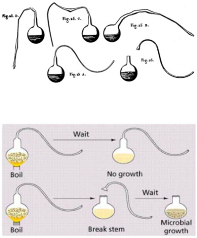 Louis Pasteur refutes spontaneous generation