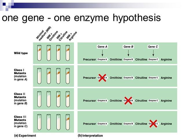 Beadle and Tatum publish the 1 gene-1 enzyme hypothesis