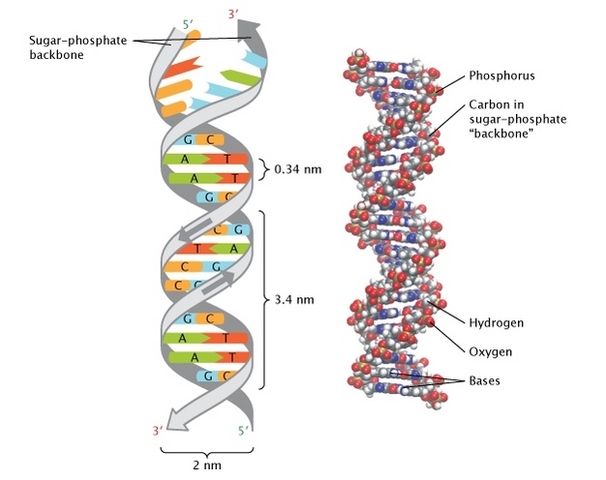 Watson and Crick Propose the Double Helix Model of DNA Structure