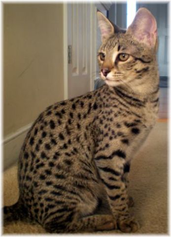 Raza de gatos grandes